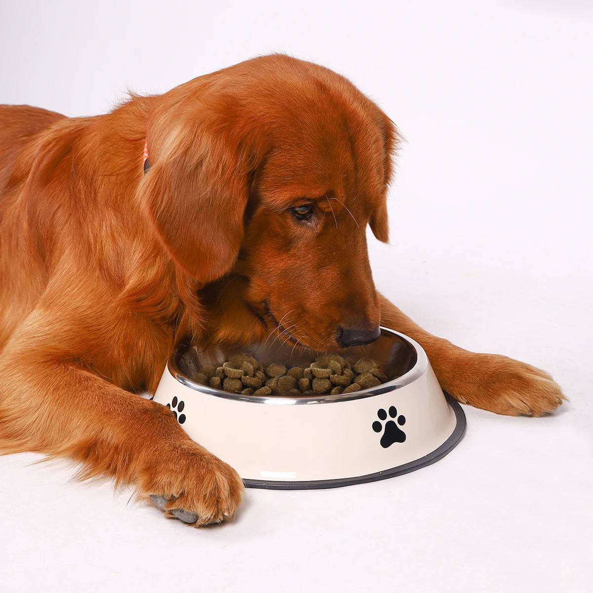 Multi-Specification Stainless Steel Pet Bowl | Anti-Fall Design - PawCierge Co.