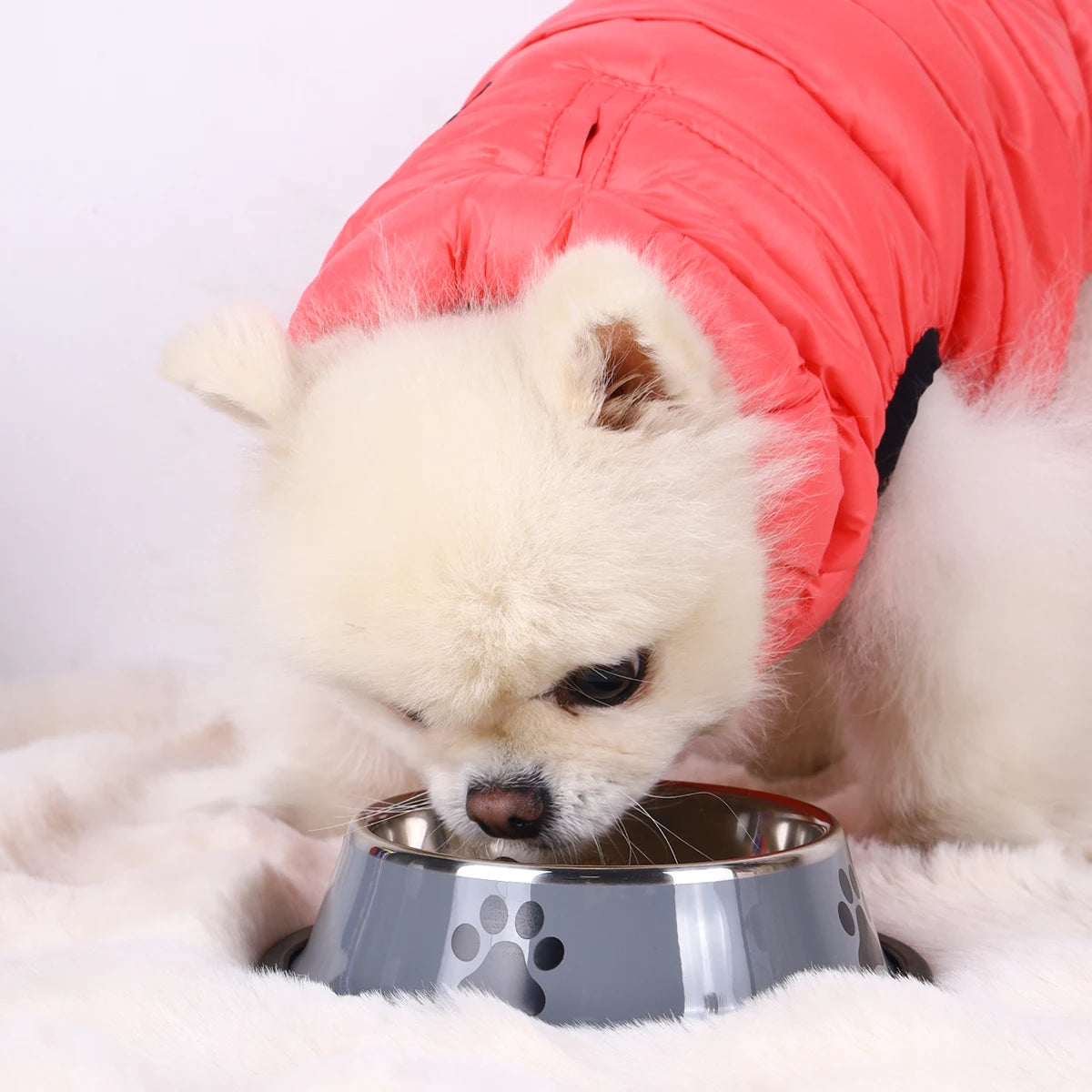 Multi-Specification Stainless Steel Pet Bowl | Anti-Fall Design - PawCierge Co.
